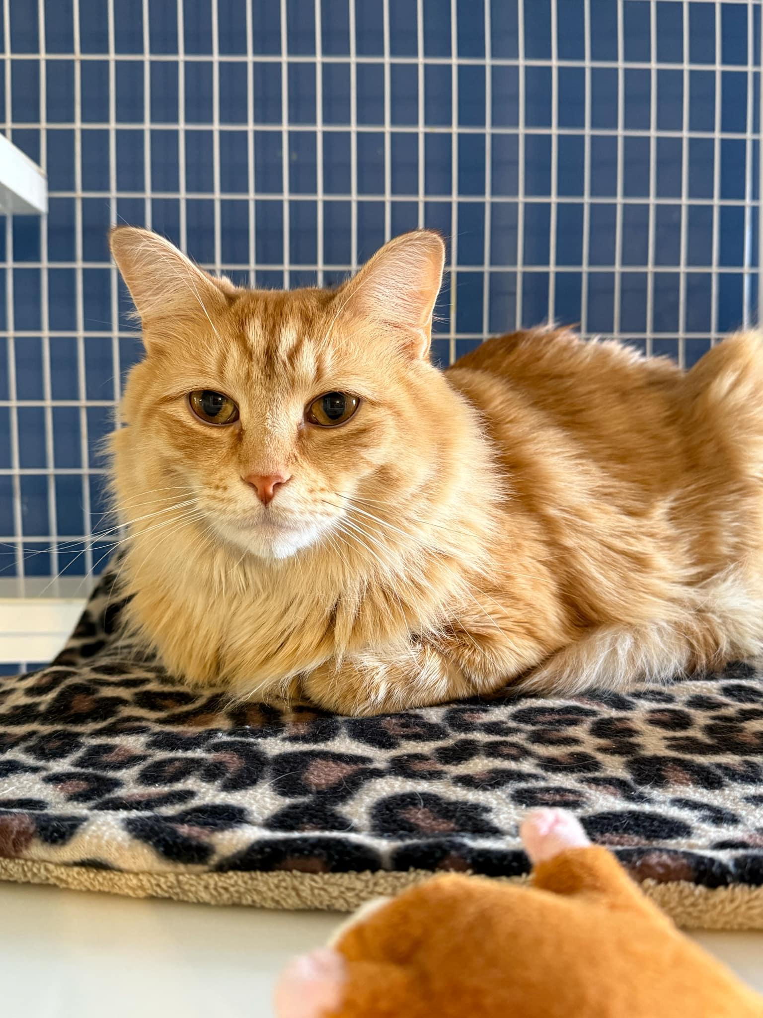Enlarge Meowsie and Pom Pom, an adoptable Domestic Short Hair in Claremont, NH image 1/2