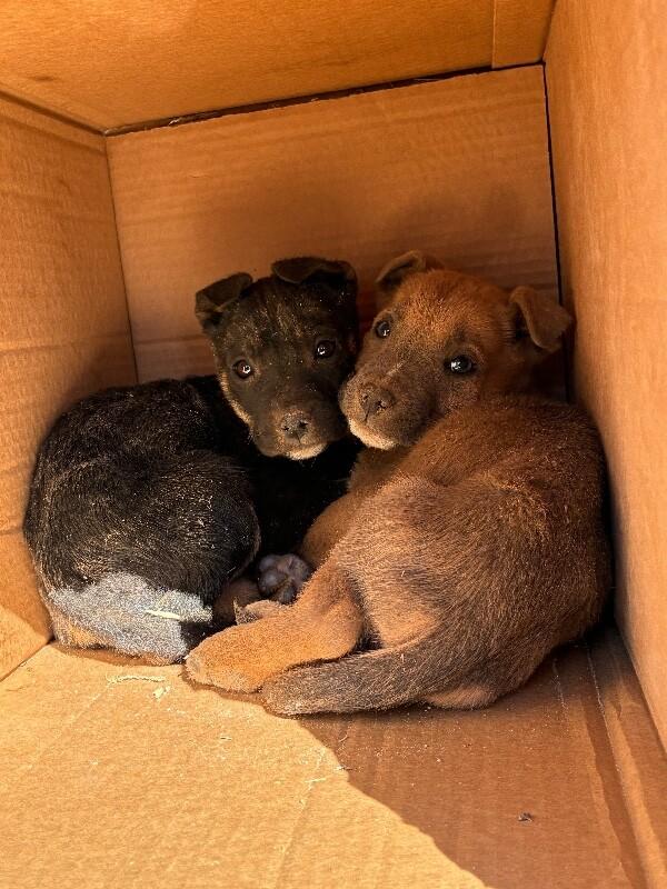 Ernest, Adoptable, Young Male Mixed Breed.