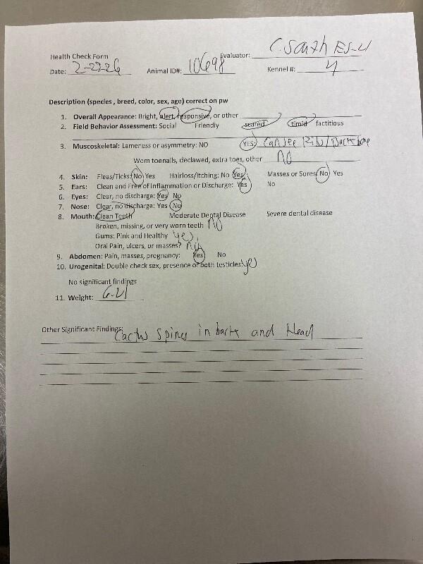 Enlarge Ernest, a Adoptable Mixed Breed in Hobbs, NM image 3/3