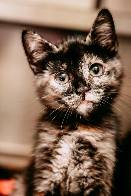 Enlarge Clawdia, a Adoptable mixed breed in Dothan, AL image 1/1