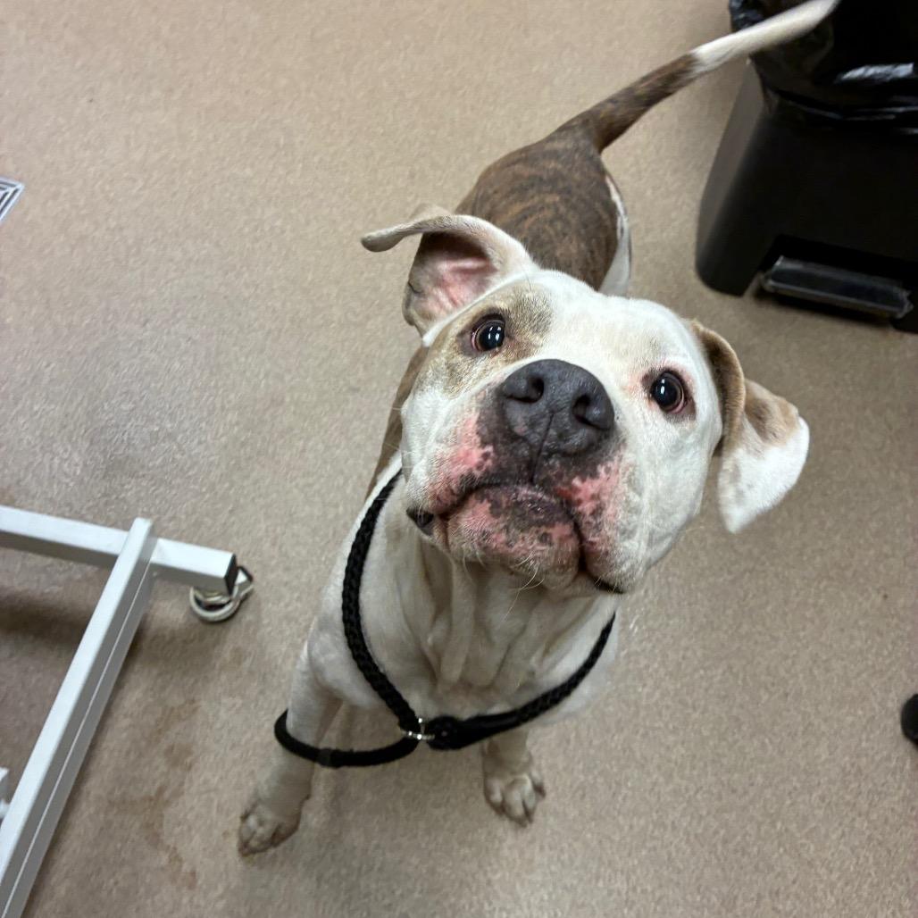 Raccoon, Adoptable, Adult Male American Bulldog.
