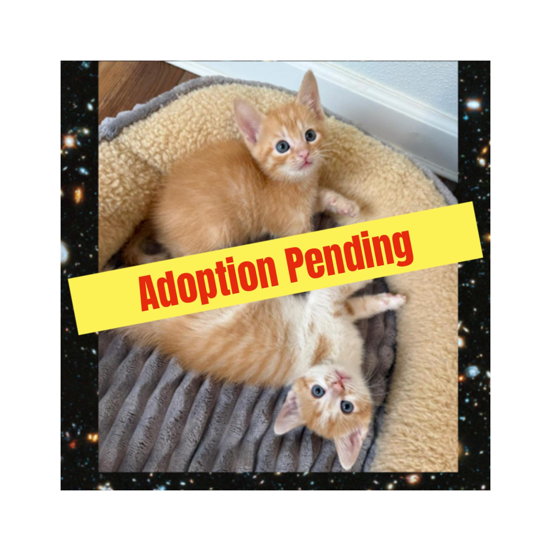Search Cats & Kittens for Adoption in Durham, NC | Petfinder