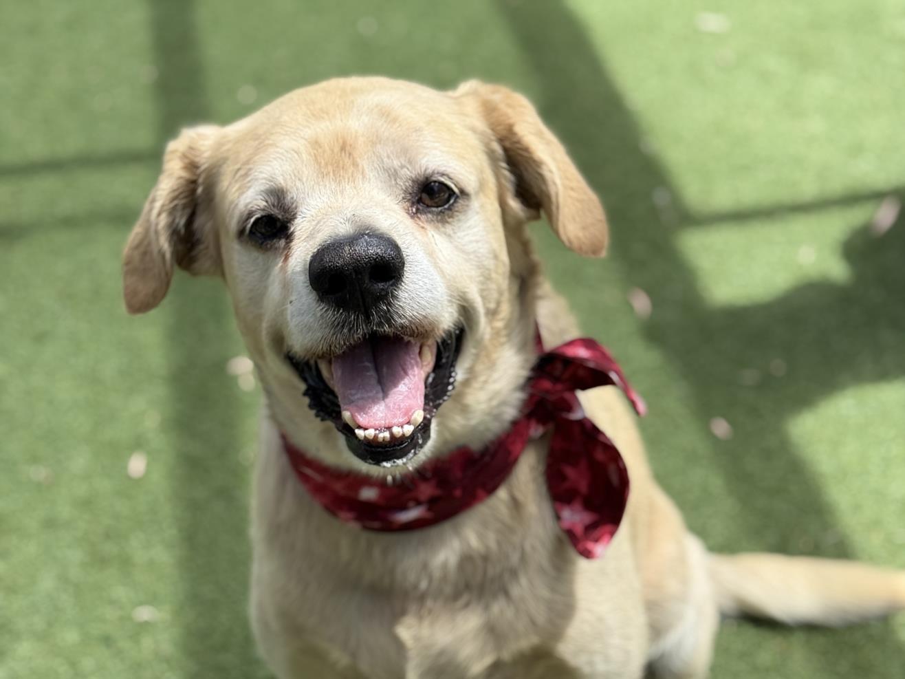 Enlarge MAXIMUS, a Adoptable Labrador Retriever in San Pedro, CA image 1/2