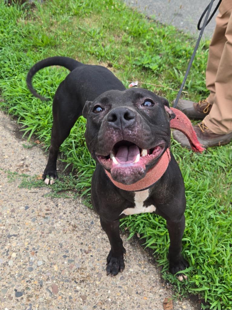 Enlarge Fifa, a ADOPTABLE Pit Bull Terrier in Trenton, NJ image 1/1