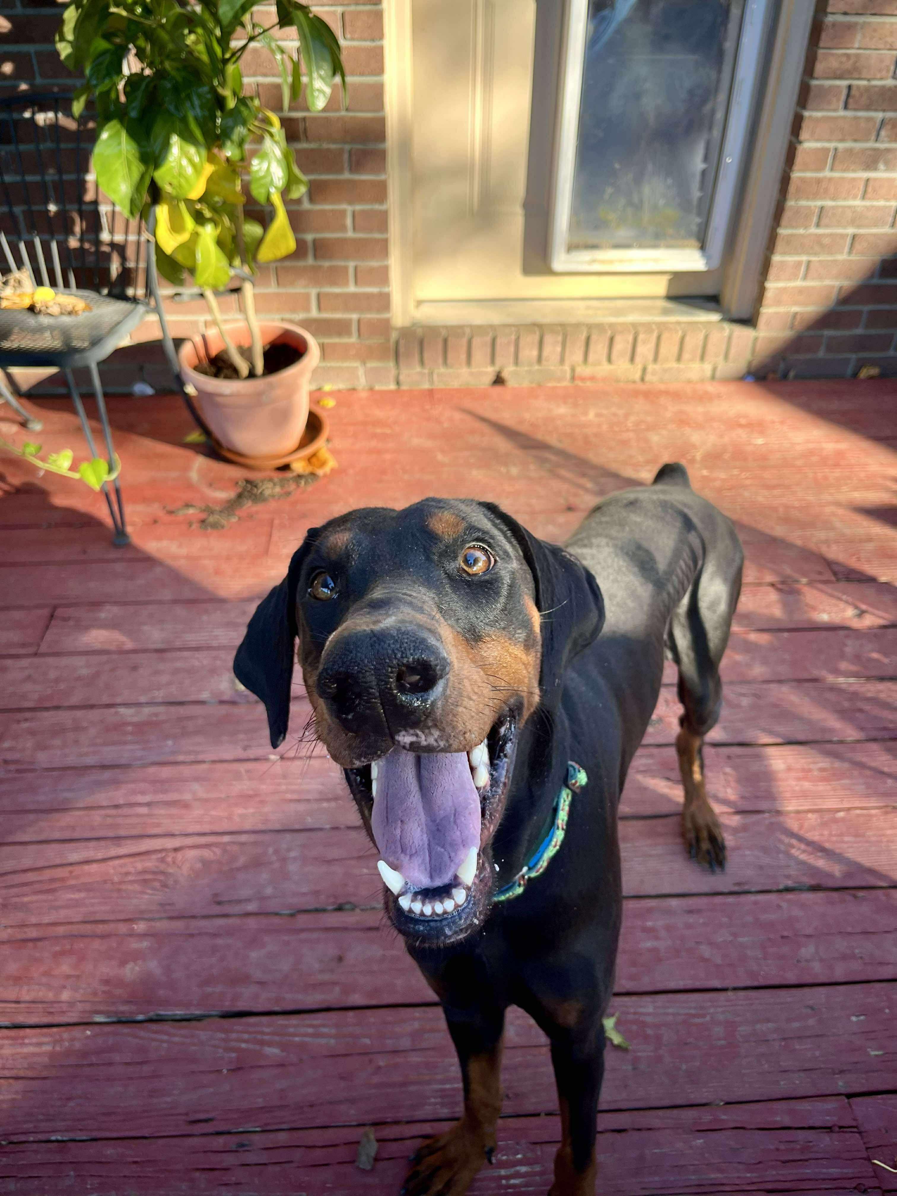 Enlarge Elvis, a Adopted Doberman Pinscher in Knoxville, TN image 1/5