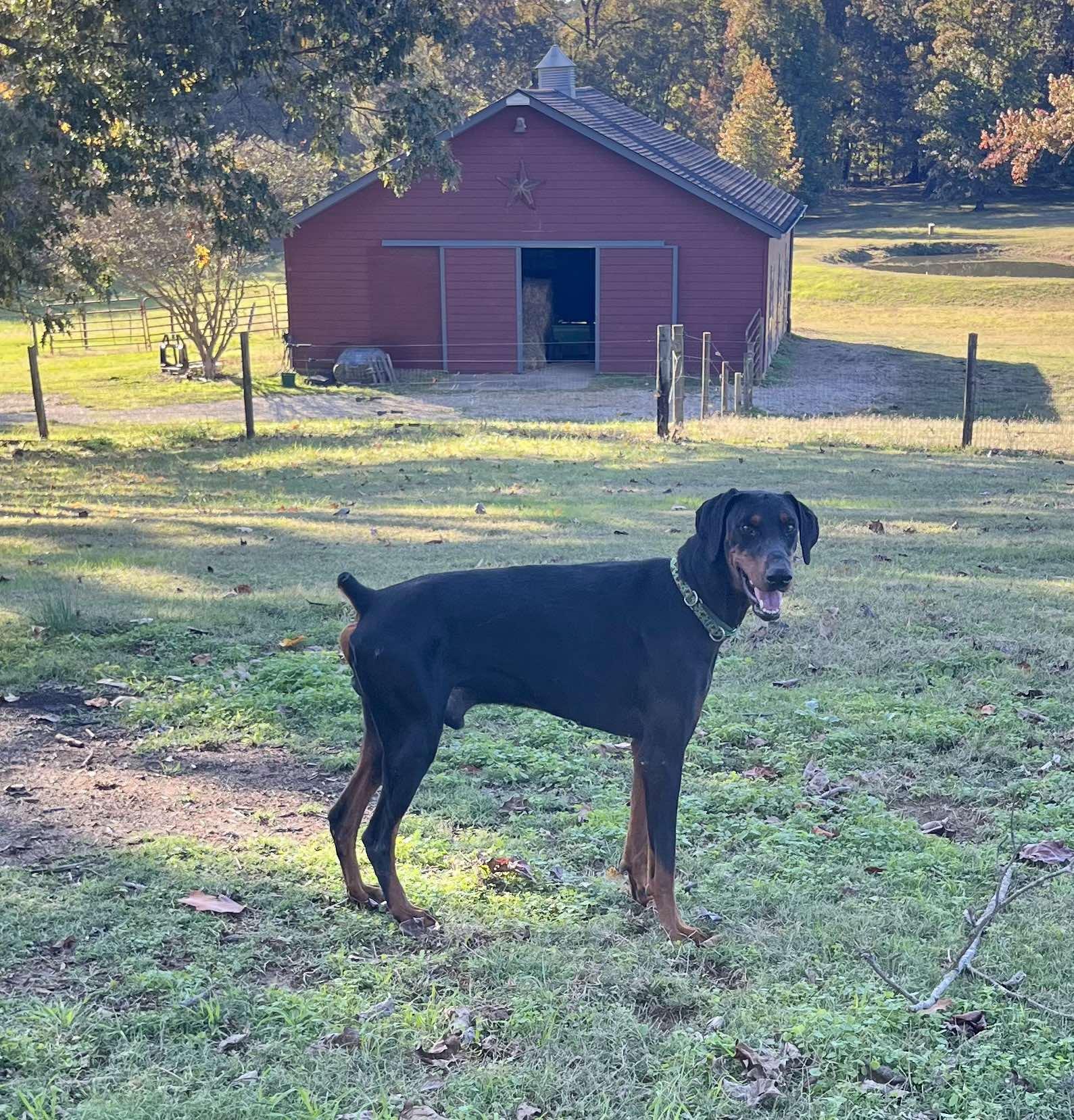 Enlarge Elvis, a Adopted Doberman Pinscher in Knoxville, TN image 2/5