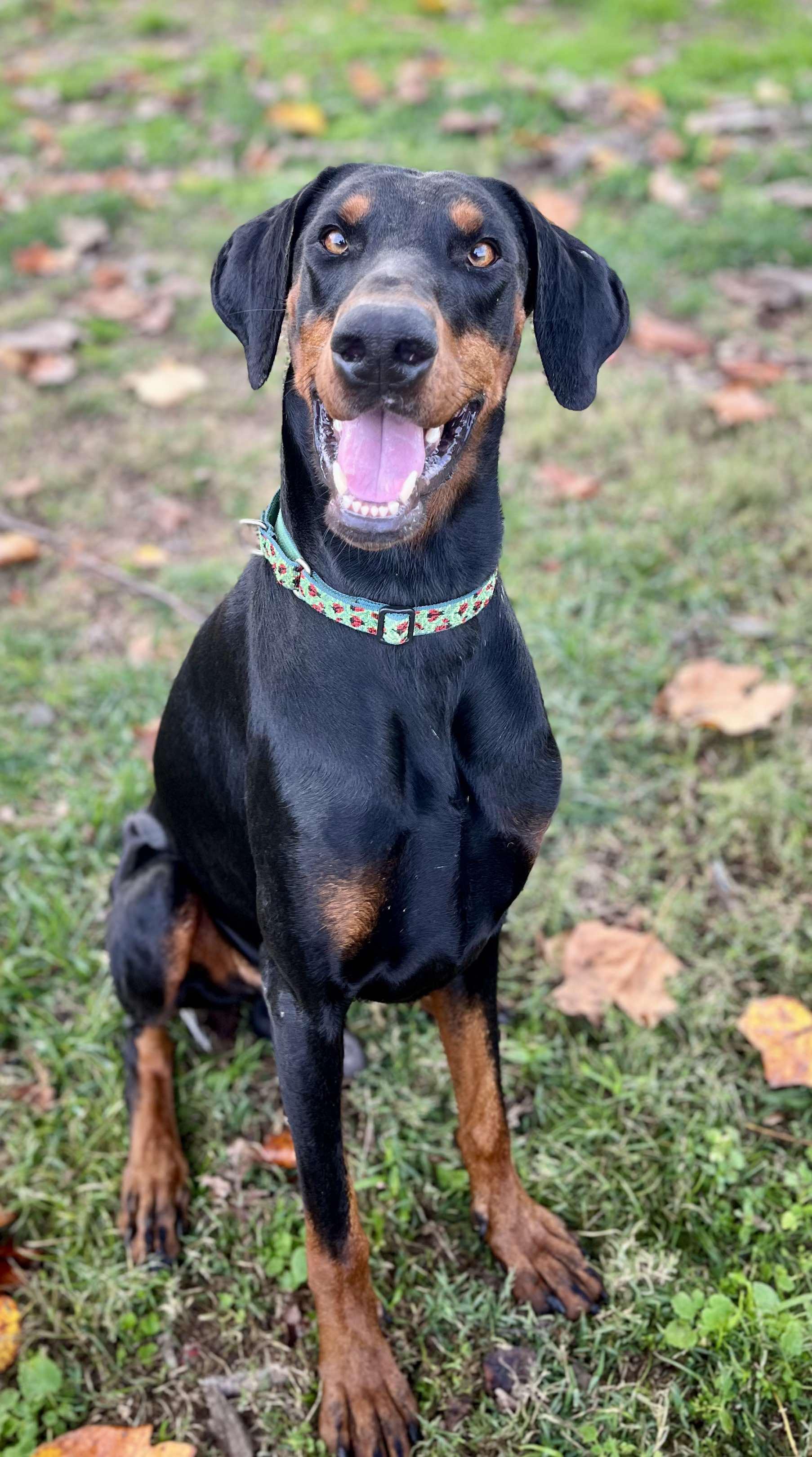 Elvis, Adopted, Adult Male Doberman Pinscher.