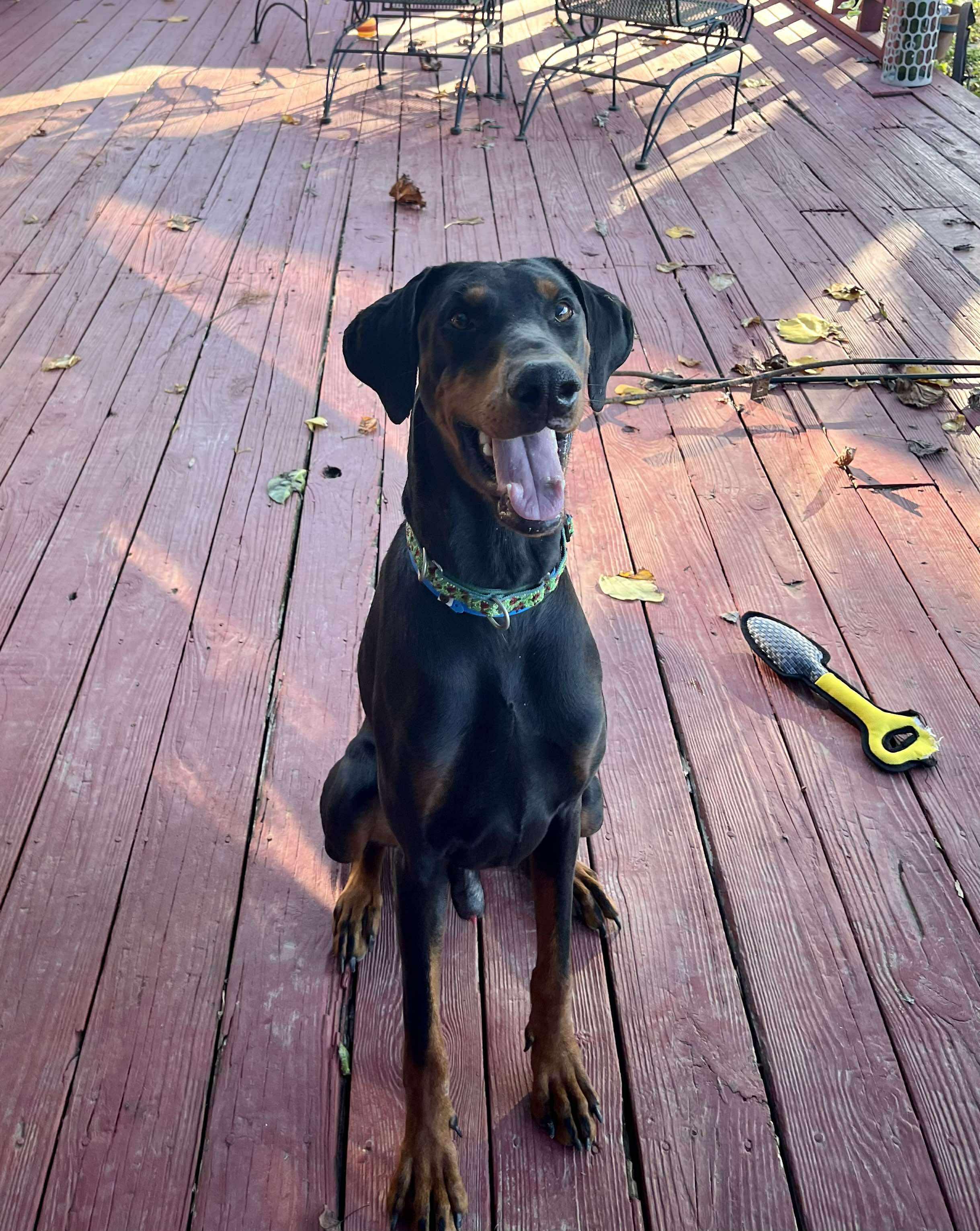 Enlarge Elvis, a Adopted Doberman Pinscher in Knoxville, TN image 5/5
