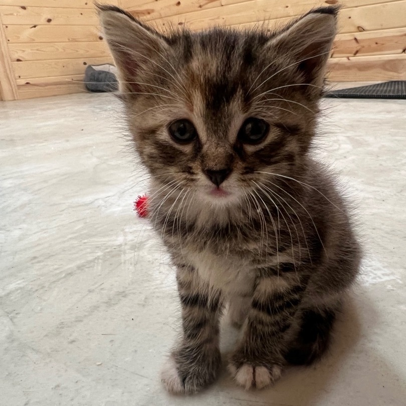 Boots , Adopted, Kitten Female Tabby & Domestic Short Hair.