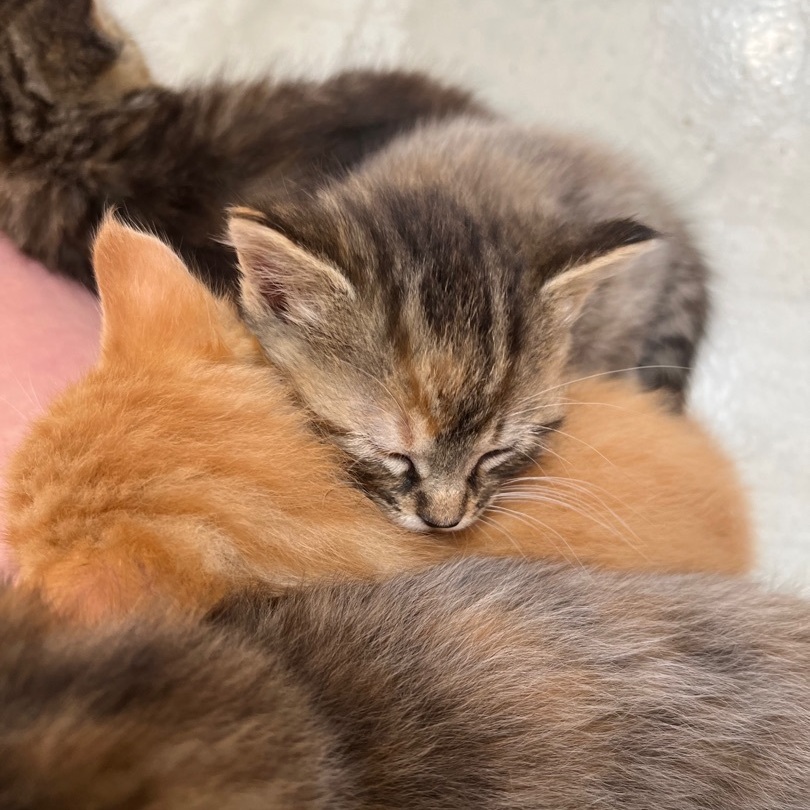 Boots , a Adopted mixed breed in Mount Carroll, IL image 2/14