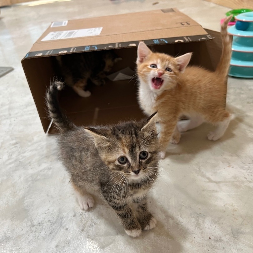 Boots , a Adopted mixed breed in Mount Carroll, IL image 3/14
