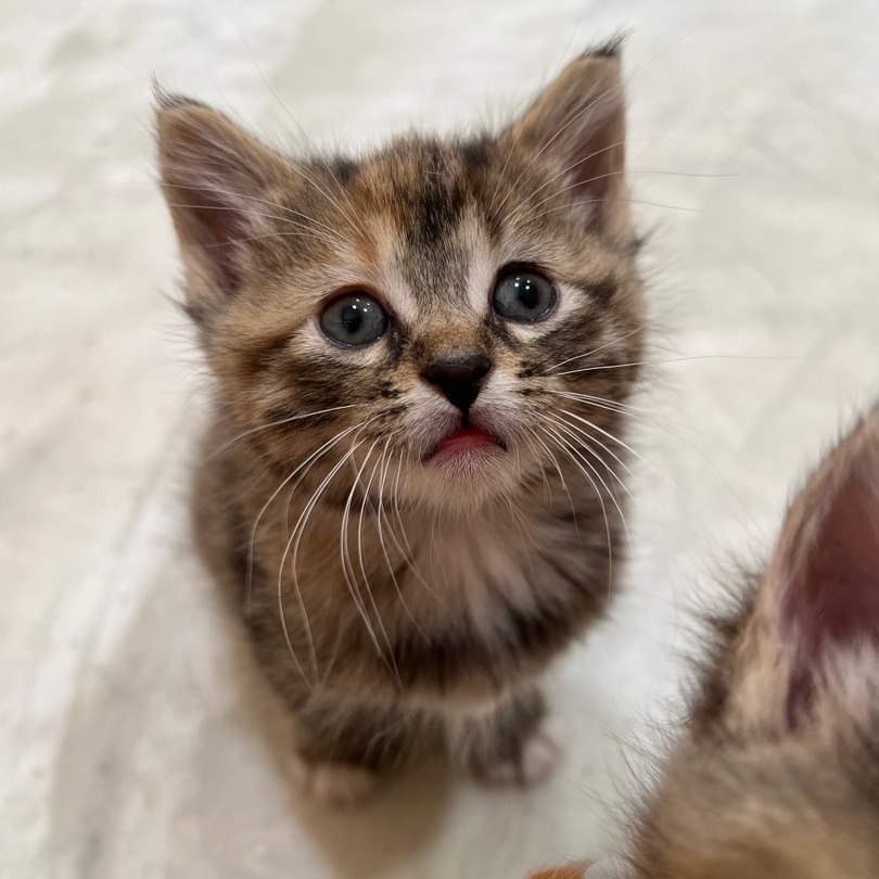 Boots , a Adopted mixed breed in Mount Carroll, IL image 4/14