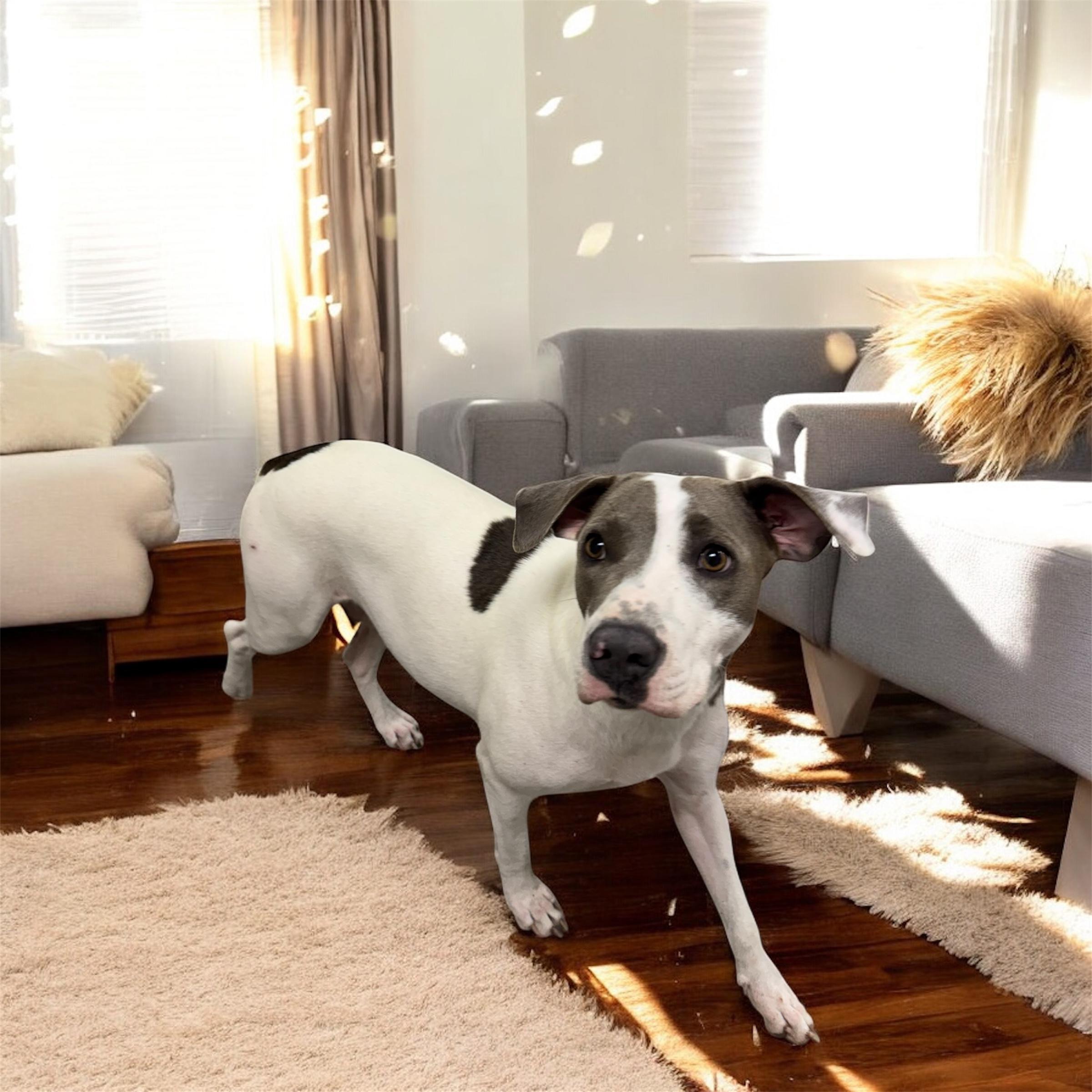 Enlarge Madison, an adopted mixed breed in Williston, VT image 1/2