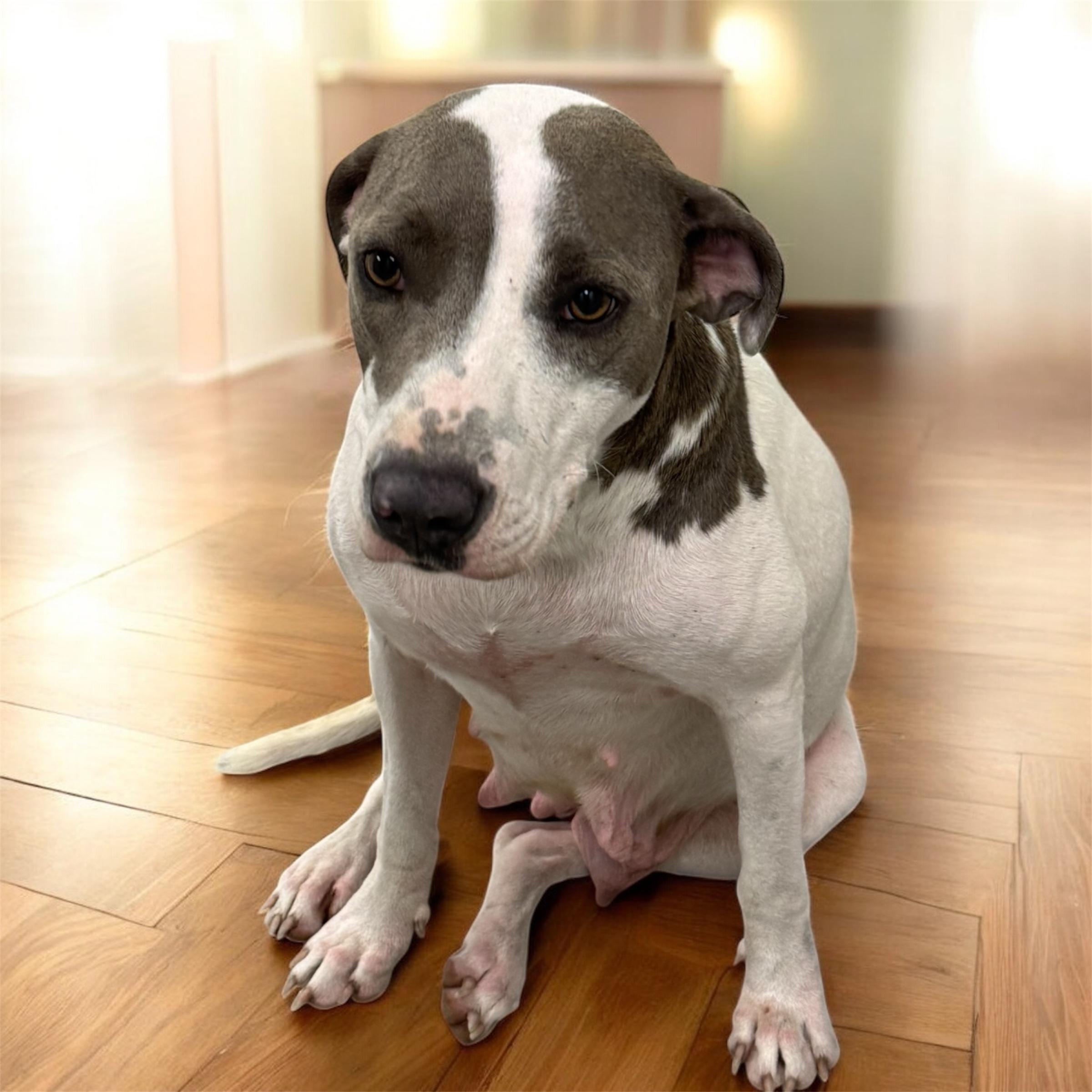 Enlarge Madison, an adopted mixed breed in Williston, VT image 2/2