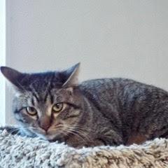 Waylon--Available with Bonded Brother, Willie, Baby Male Tabby