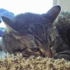 Waylon--Available with Bonded Brother, Willie photo 4