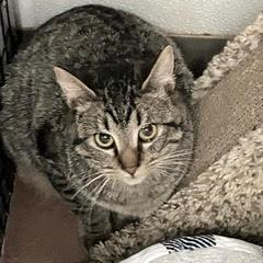 Waylon--Available with Bonded Brother, Willie photo 2