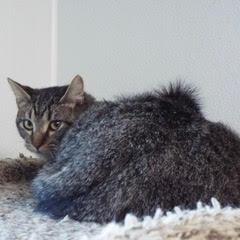Waylon--Available with Bonded Brother, Willie photo 5