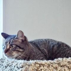 Waylon--Available with Bonded Brother, Willie photo 3