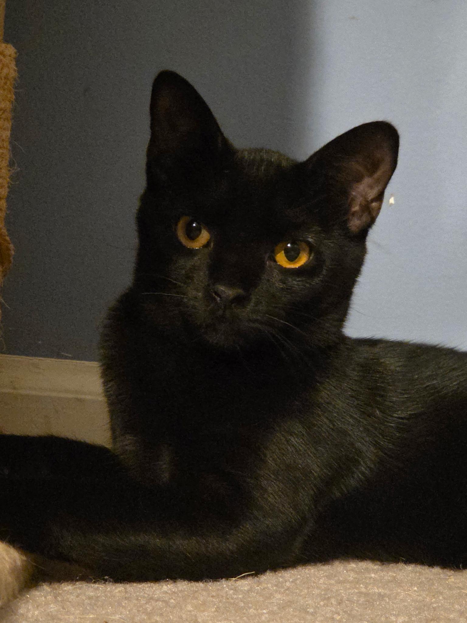 Fettuccine, Adoptable, Young Female Abyssinian & Domestic Short Hair.