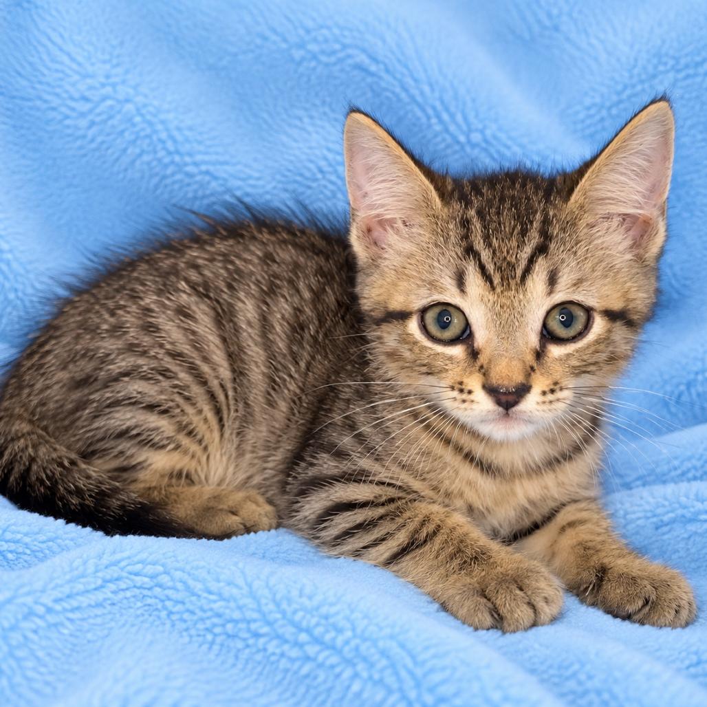 Jack, Adoptable, Kitten Male Domestic Short Hair.