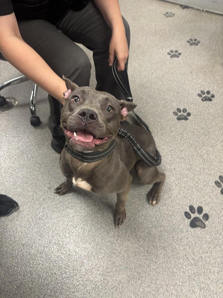 Enlarge DAISY 2.0, a Adoptable Pit Bull Terrier in Fremont, OH image 1/2
