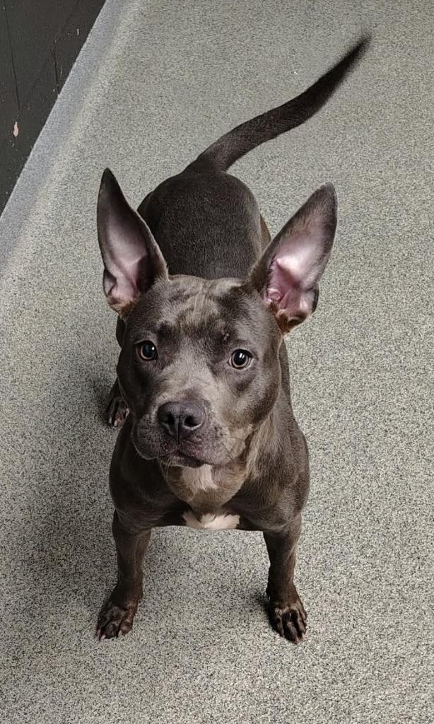 Enlarge DAISY 2.0, a Adoptable Pit Bull Terrier in Fremont, OH image 2/2