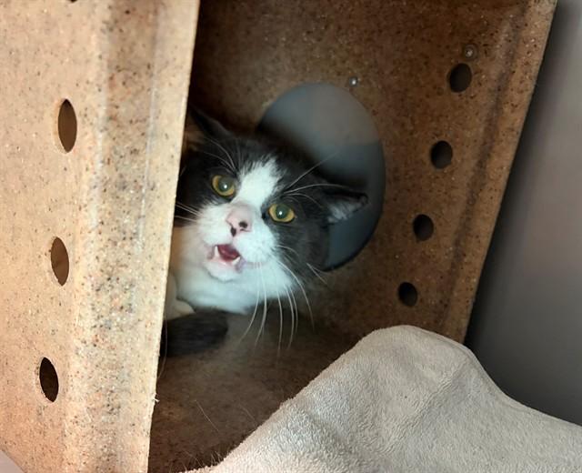 GOOSE, Adoptable, Young Male Domestic Medium Hair.