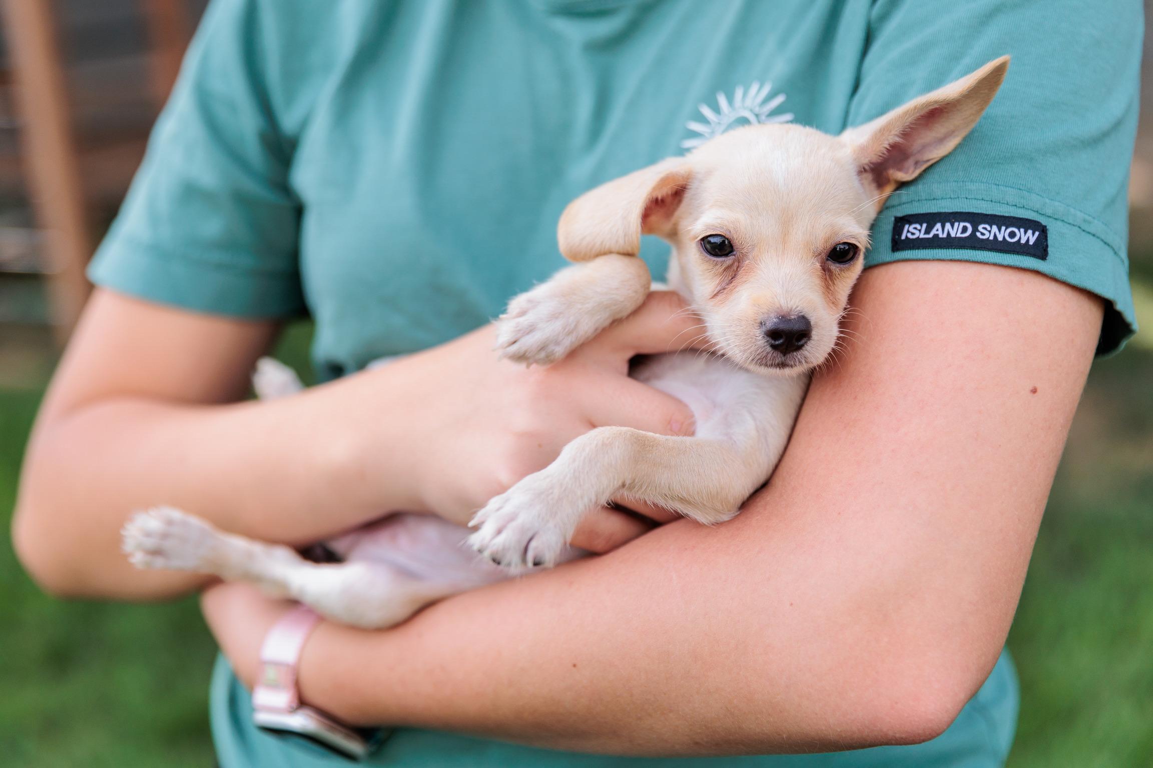 Comet (Meet me 8/15), a Adoptable mixed breed in Gainesville, VA image 6/6