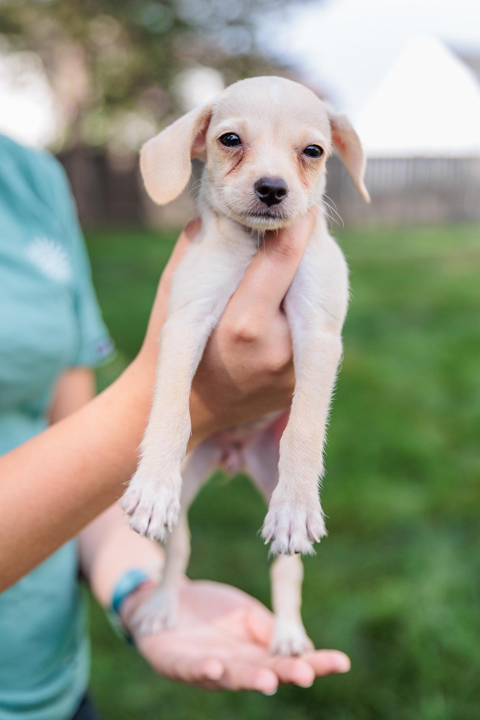 Comet (Meet me 8/15), a Adoptable mixed breed in Gainesville, VA image 5/6