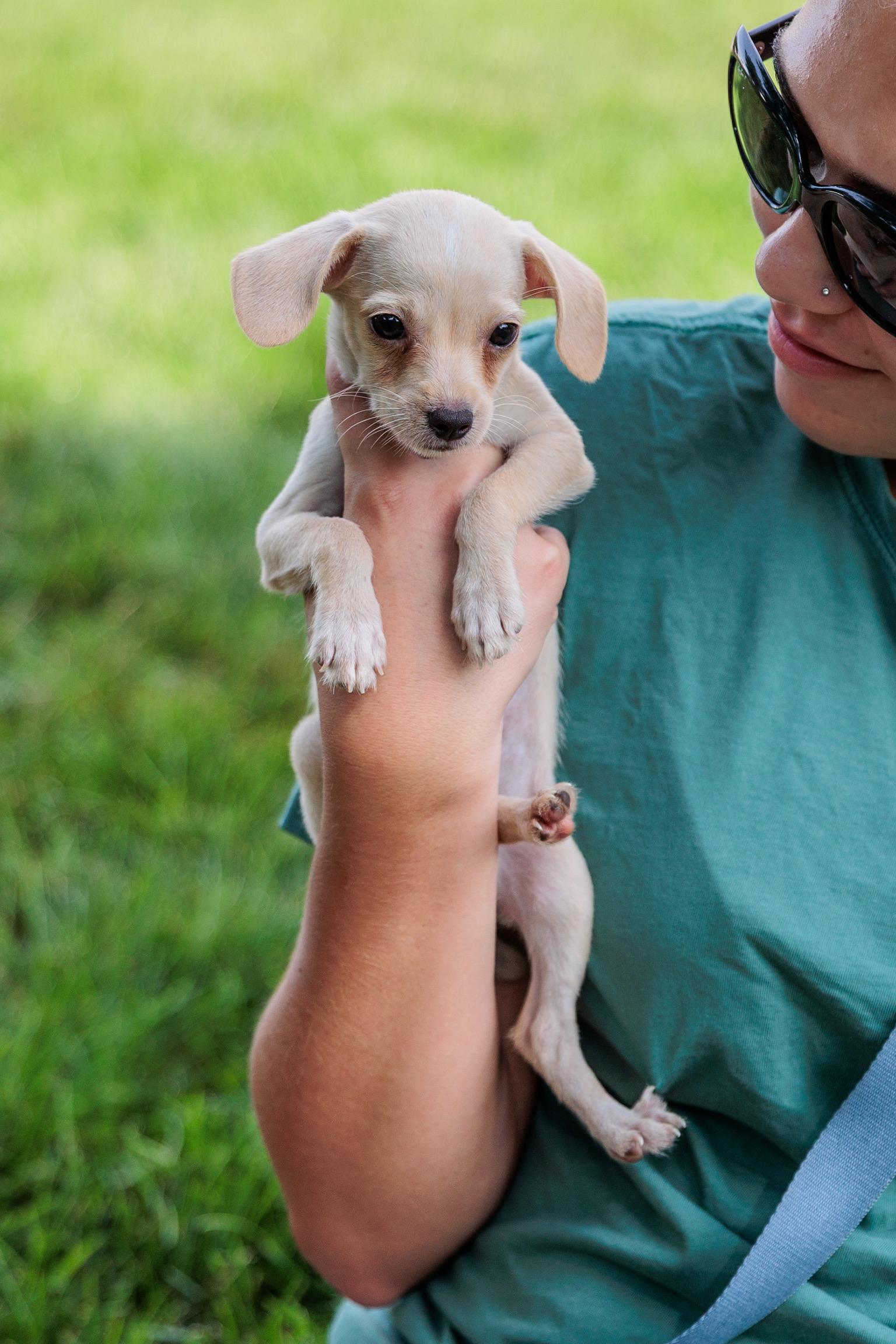 Comet (Meet me 8/15), a Adoptable mixed breed in Gainesville, VA image 4/6