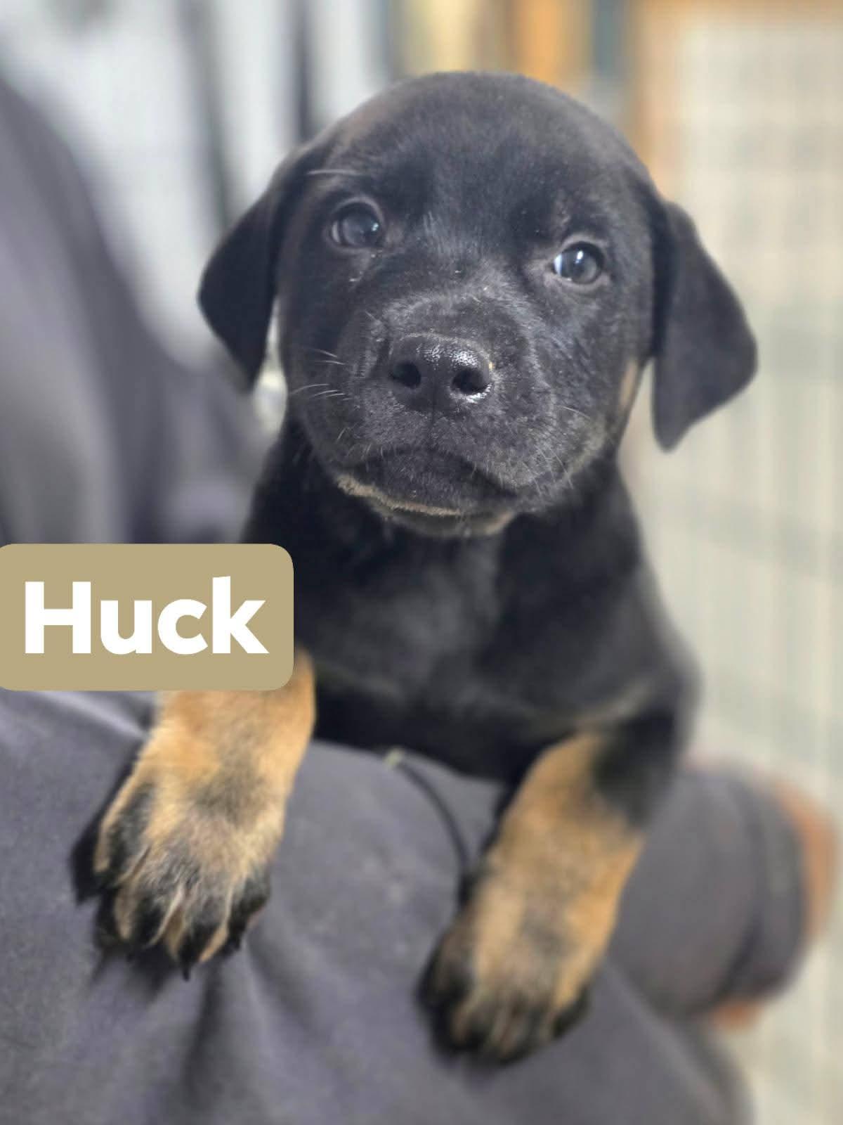 Huck