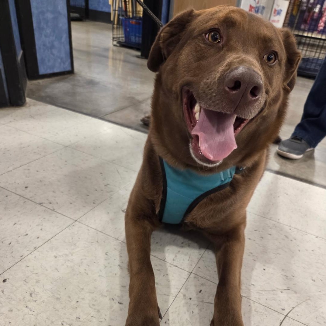 Enlarge Zed *Adoption Pending*, an adopted mixed breed in Millville, UT image 2/5