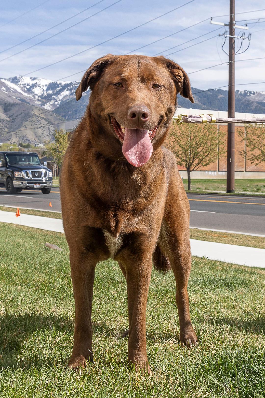 Enlarge Zed *Adoption Pending*, an adopted mixed breed in Millville, UT image 3/5