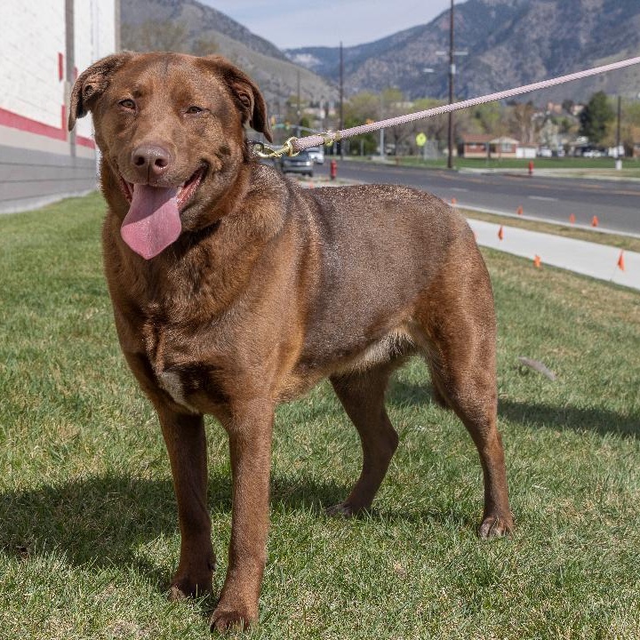 Zed *Adoption Pending*, adopted, Adult Male Chocolate Labrador Retriever & Rottweiler.