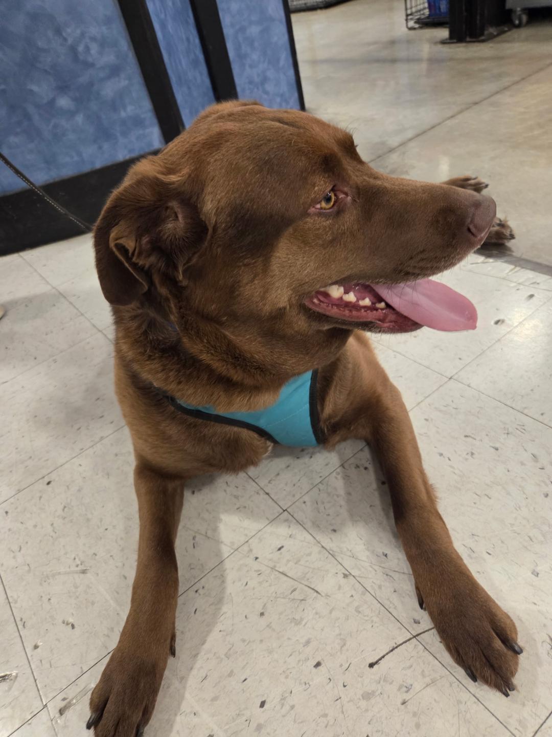 Enlarge Zed *Adoption Pending*, an adopted mixed breed in Millville, UT image 5/5