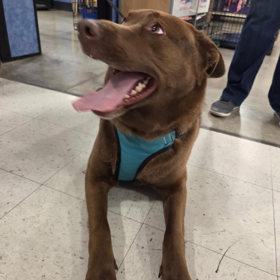 Enlarge Zed *Adoption Pending*, an adopted mixed breed in Millville, UT image 4/5