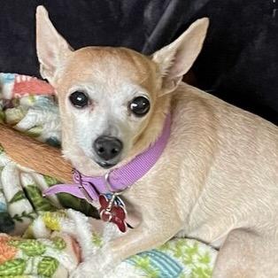 Enlarge Erin (Cookie), a Adoptable Chihuahua in Hudson, IL image 1/1