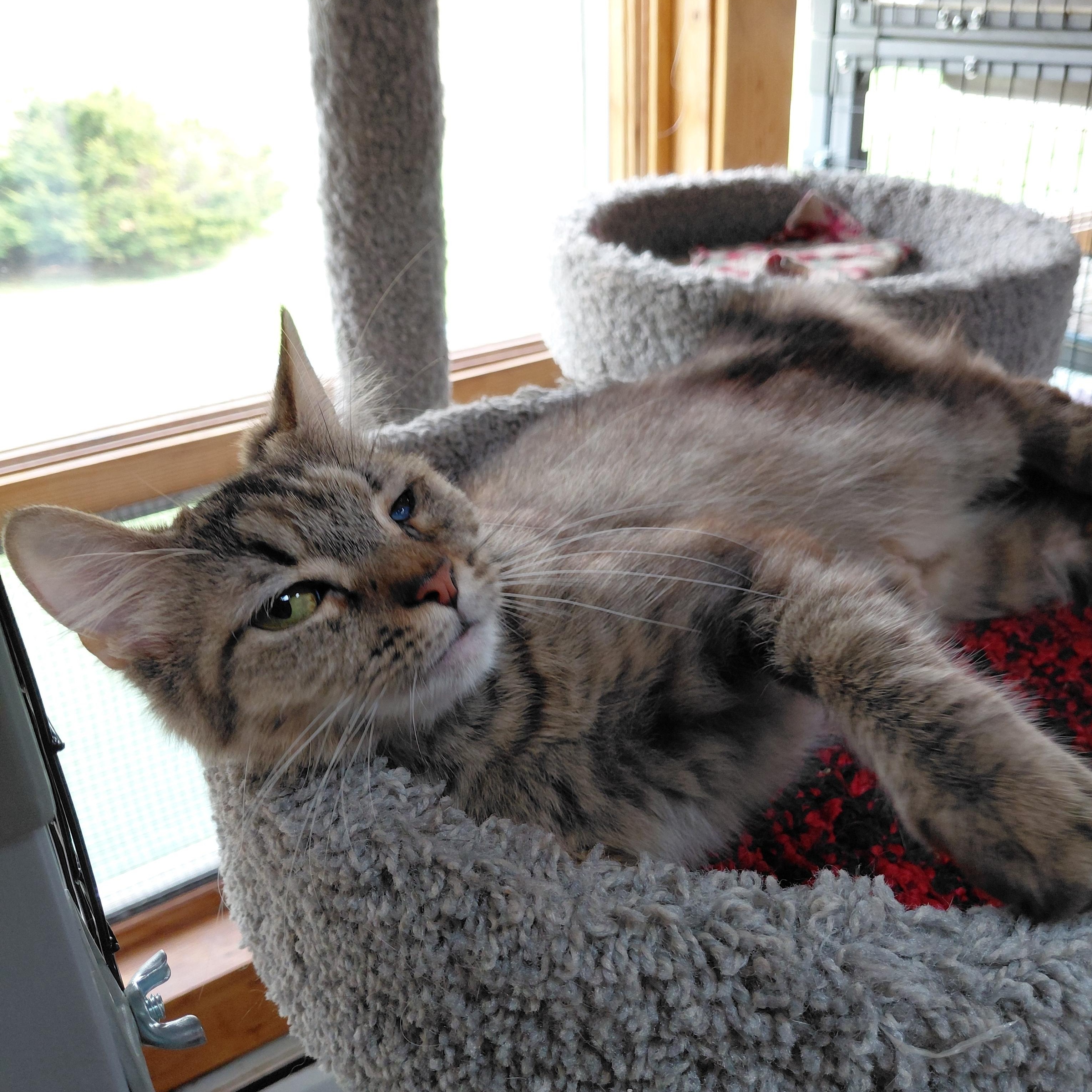 Enlarge Tilly, an adopted Domestic Medium Hair in Littleton, NH image 3/6