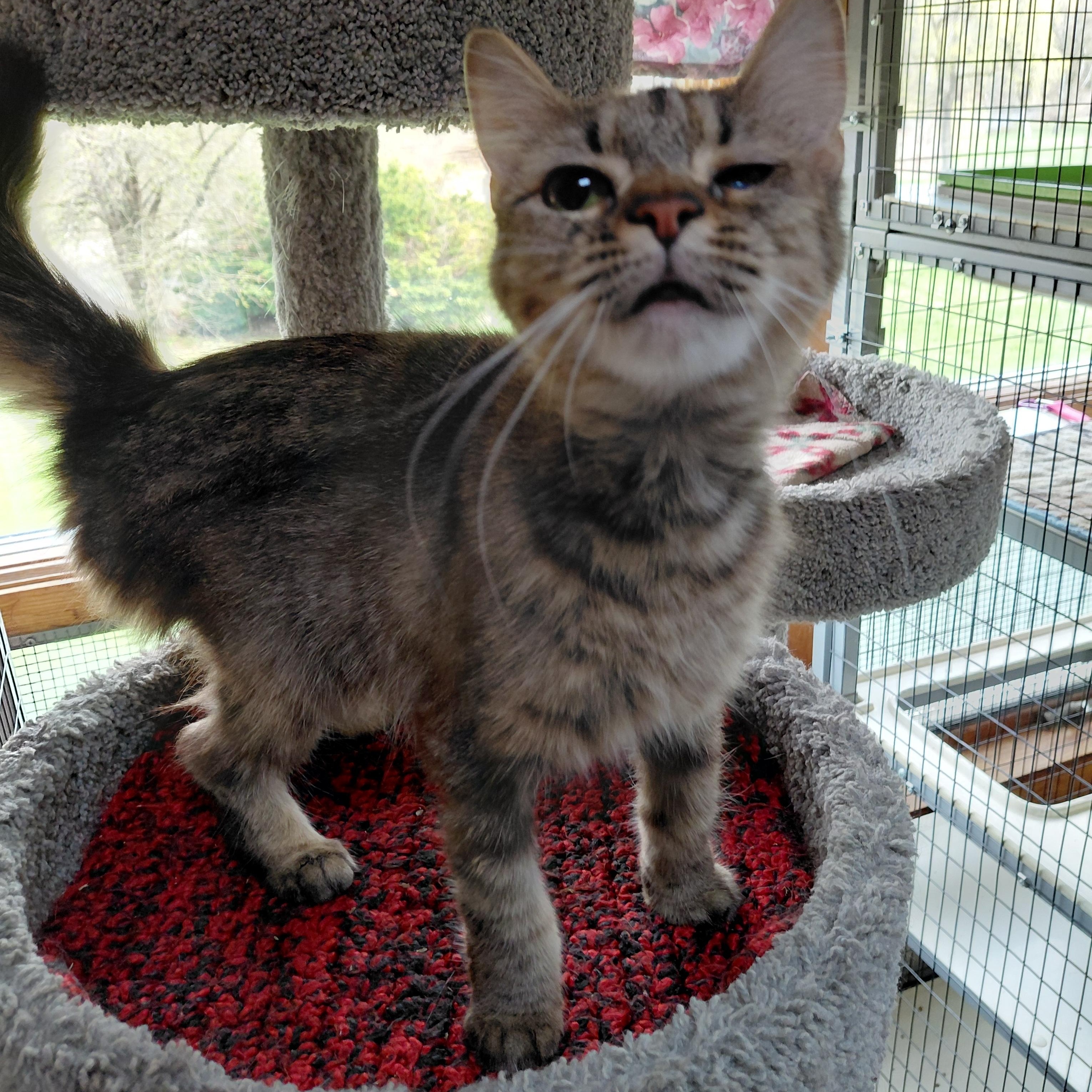 Enlarge Tilly, an adopted Domestic Medium Hair in Littleton, NH image 4/6