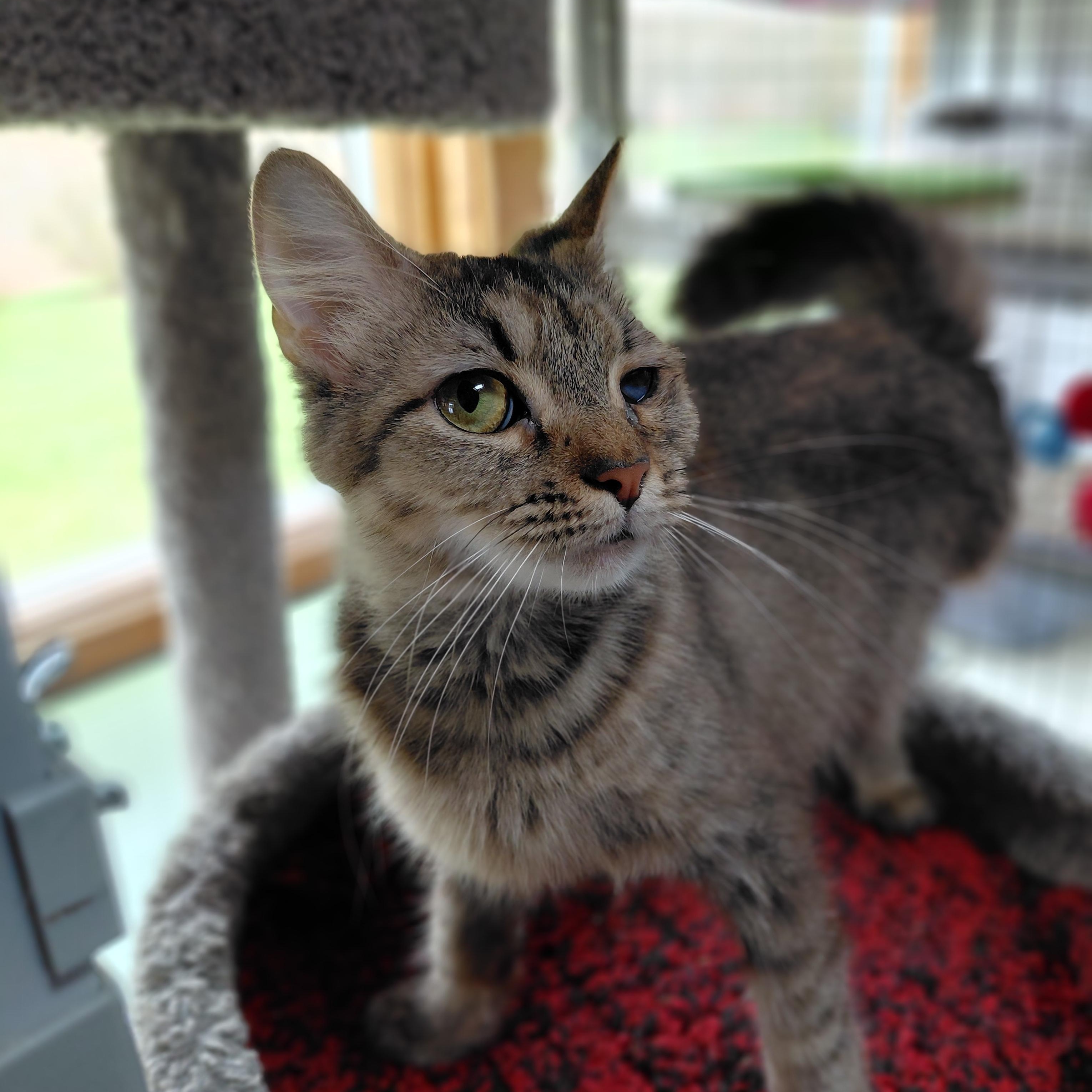 Enlarge Tilly, an adopted Domestic Medium Hair in Littleton, NH image 2/6