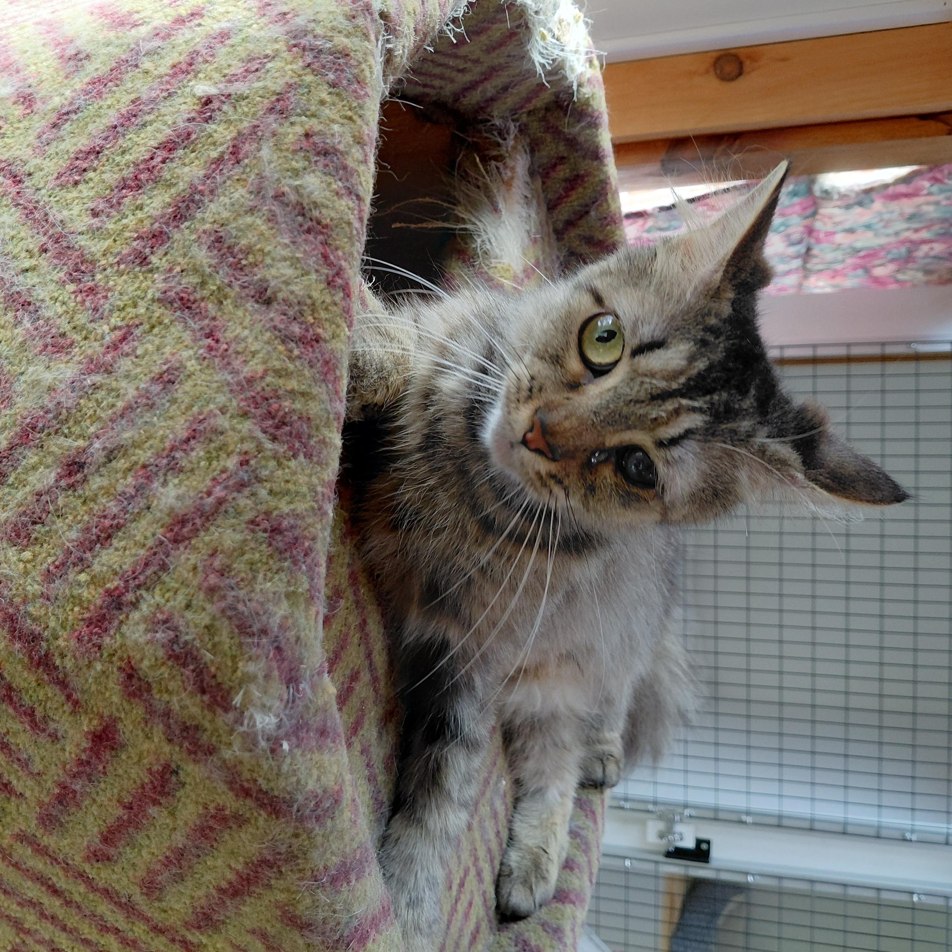 Enlarge Tilly, an adopted Domestic Medium Hair in Littleton, NH image 6/6