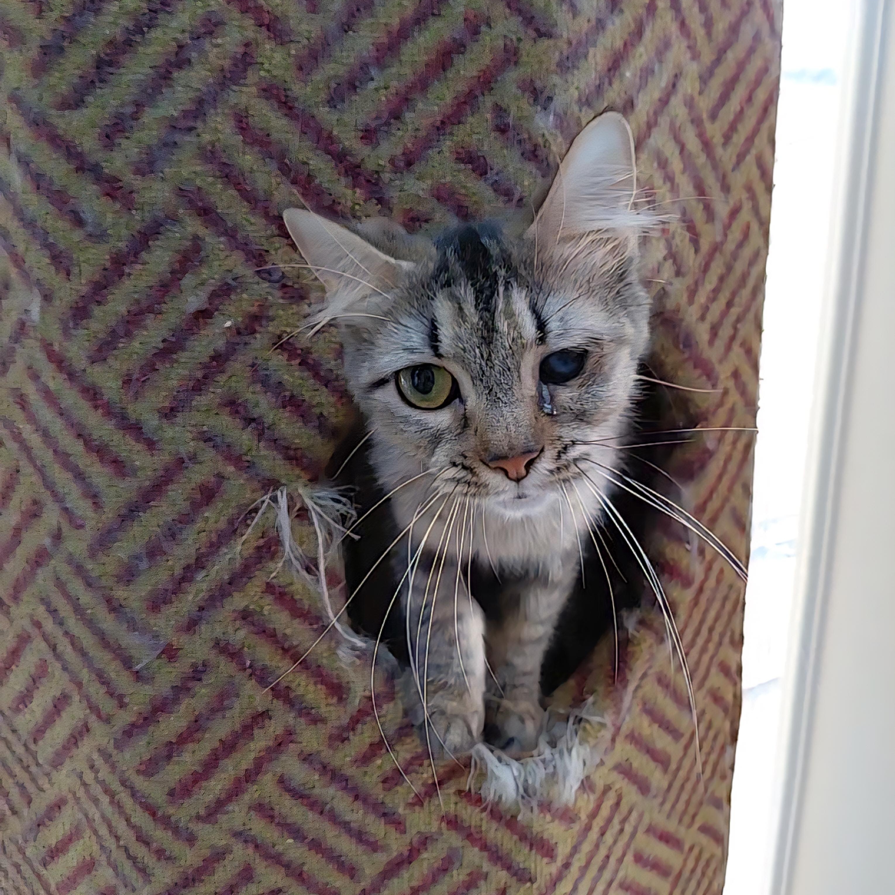 Enlarge Tilly, an adopted Domestic Medium Hair in Littleton, NH image 1/6