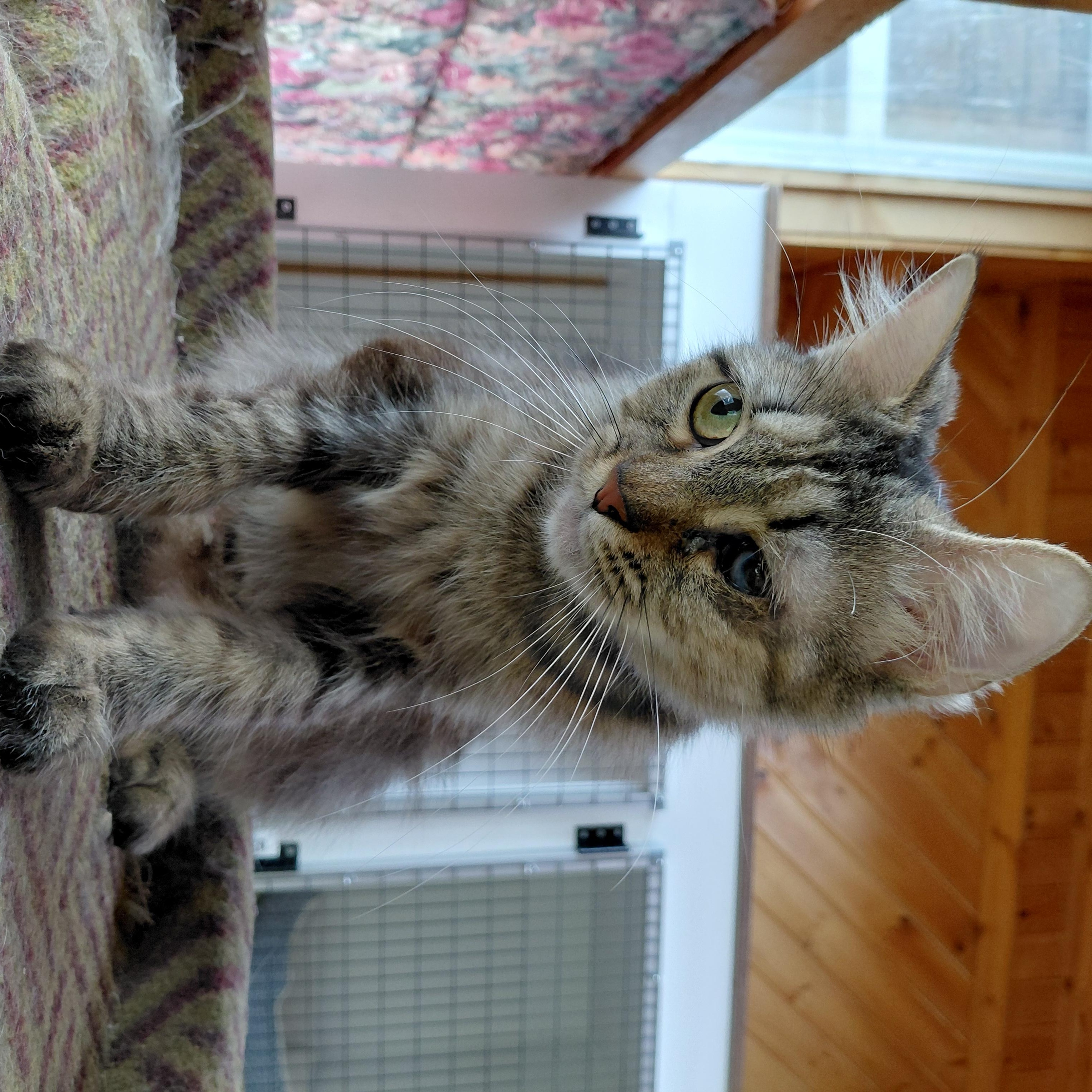Enlarge Tilly, an adopted Domestic Medium Hair in Littleton, NH image 5/6