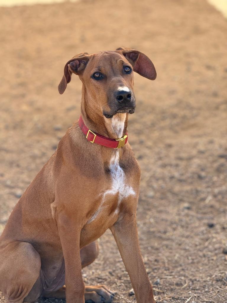 Enlarge Rusty, a Adoptable mixed breed in Tehachapi, CA image 4/5