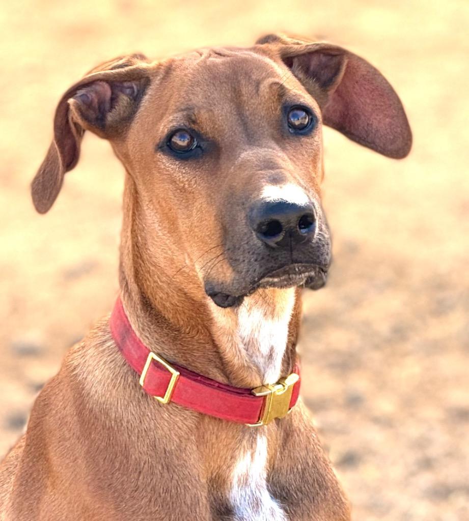 Enlarge Rusty, a Adoptable mixed breed in Tehachapi, CA image 5/5