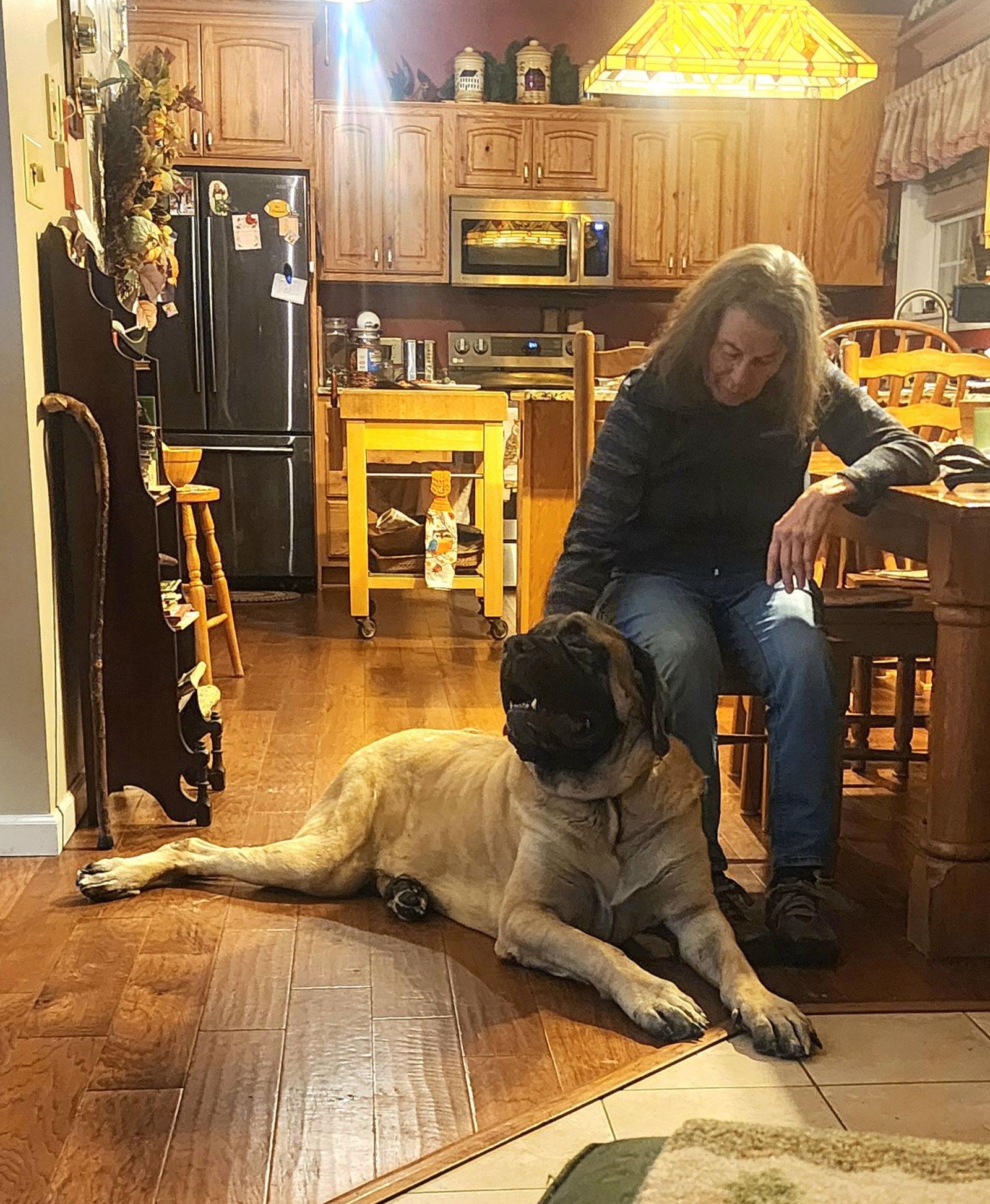 Tiny Tim, Adopted, Adult Male Mastiff.