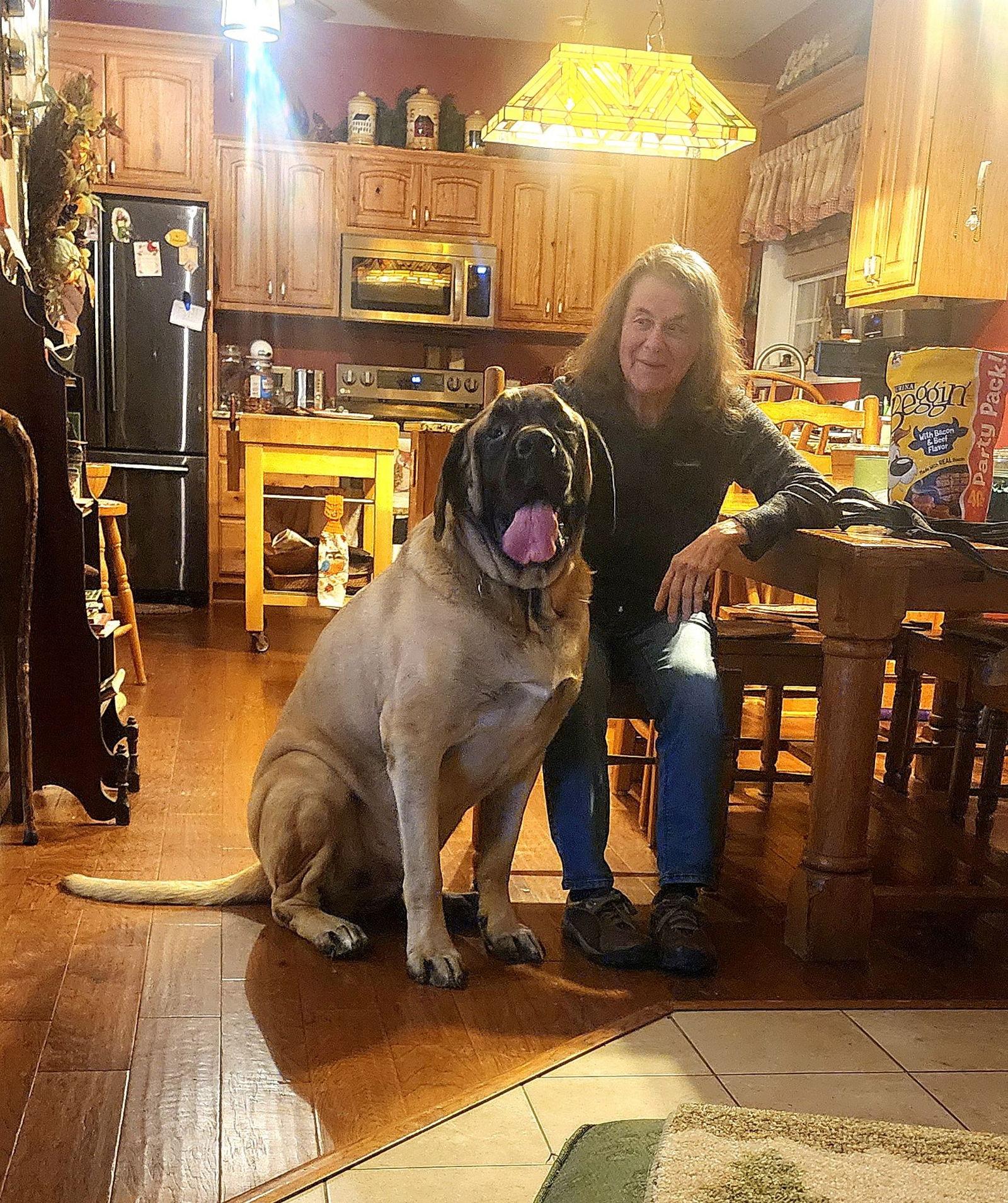 Enlarge Tiny Tim, a Adopted Mastiff in Chambersburg, PA image 3/3