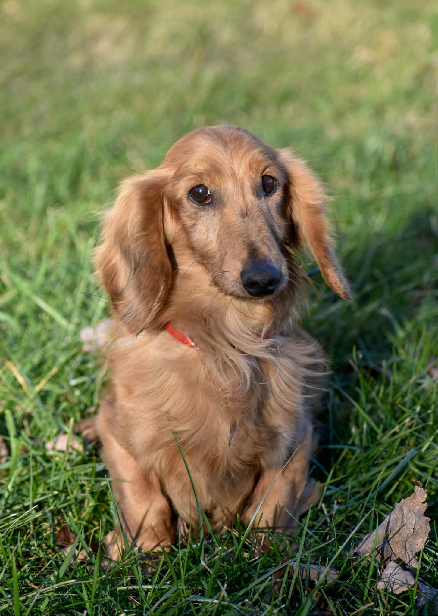 Enlarge Ryder, a ADOPTABLE Dachshund (Long Haired) in Indianapolis, IN image 2/3