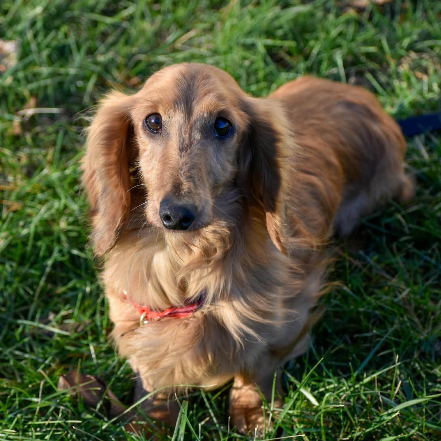 Enlarge Ryder, a ADOPTABLE Dachshund (Long Haired) in Indianapolis, IN image 3/3